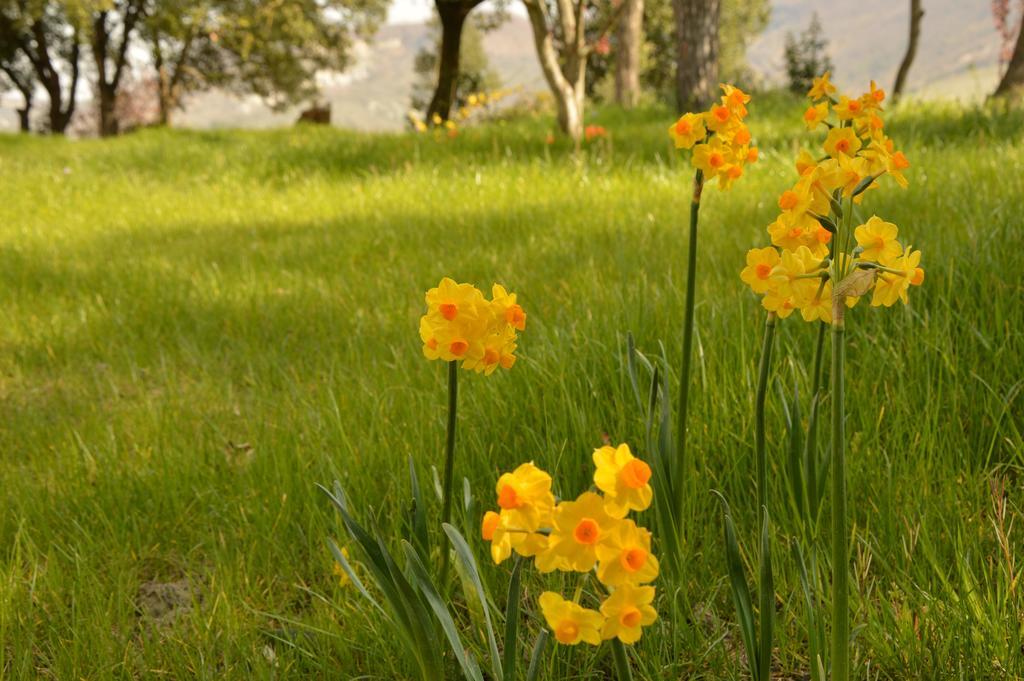 Agriturismo Riparossa Allerona Buitenkant foto