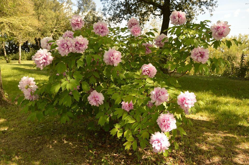 Agriturismo Riparossa Allerona Buitenkant foto